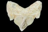 Pathological Shark (Otodus) Tooth - Morocco #108268-1